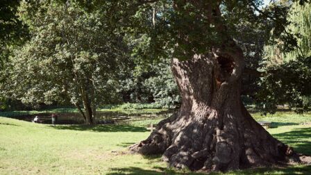 Large old tree in park - Fingringhoe - Beresfords Estate agents - Essex