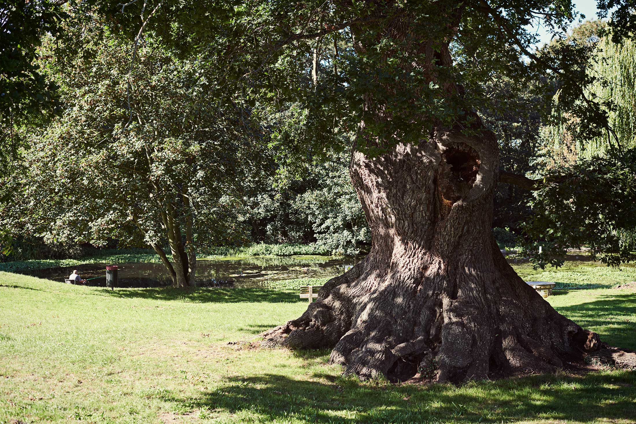 Large old tree in park - Fingringhoe - Beresfords Estate agents - Essex